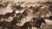 Wild horses High-Performance Organization